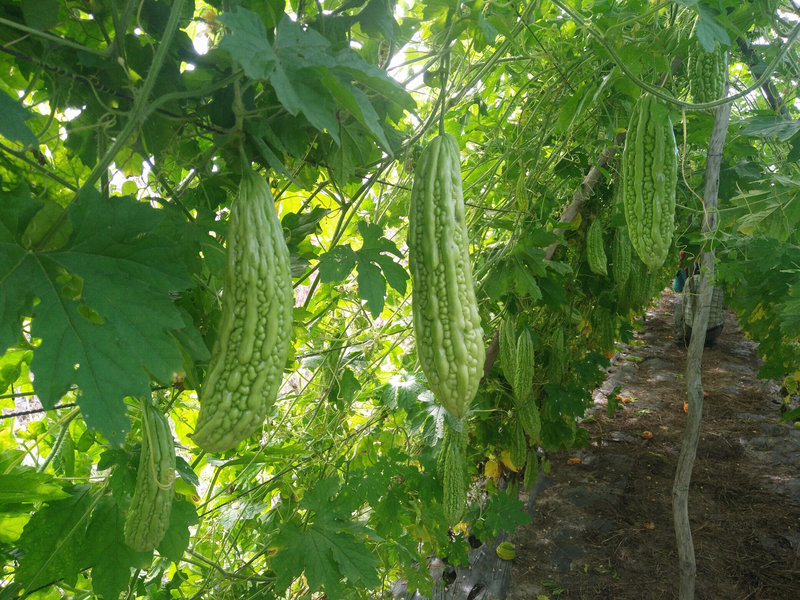 Vườn khổ qua đang cho trái.jpg